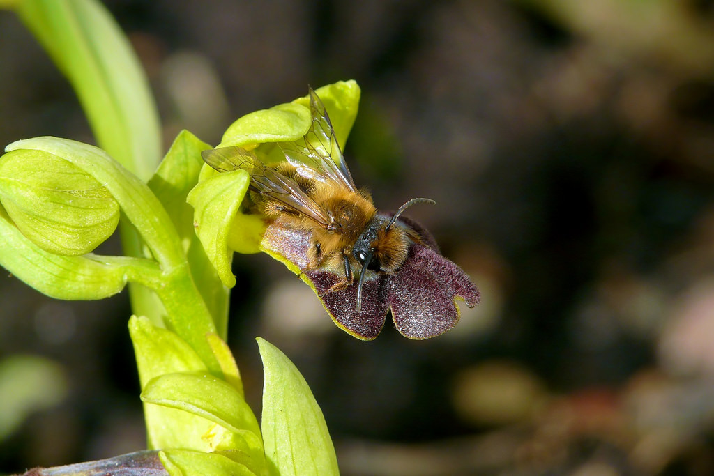 Quale Andrena su Ophrys iricolor lojaconoi?  Andrena cfr. nigroaenea